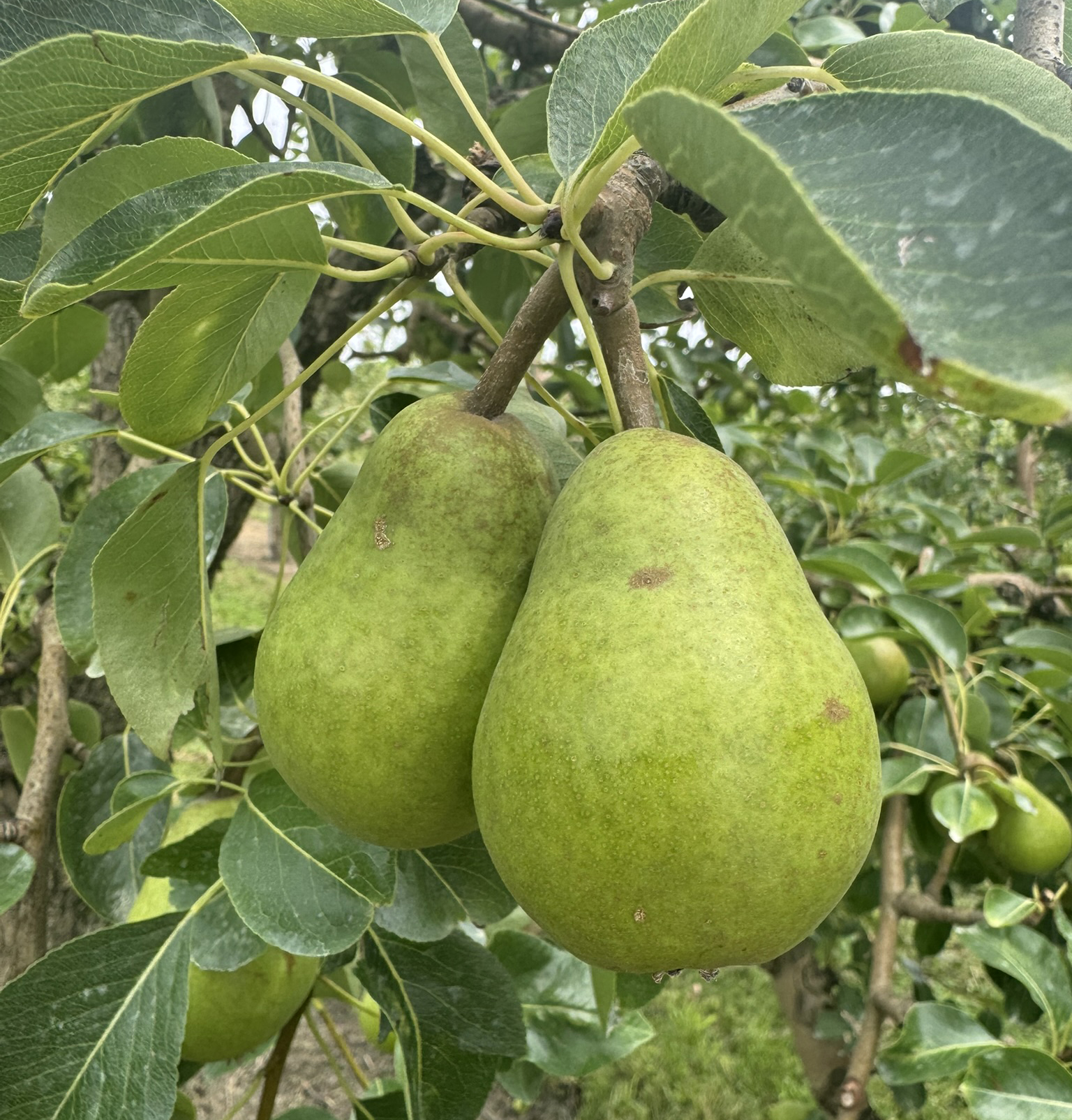 A pear hanging from a tree.